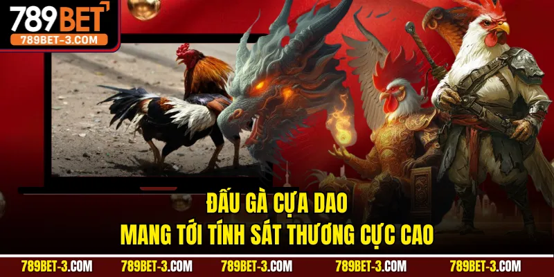 Đấu gà cựa dao mang tới tính sát thương cực cao