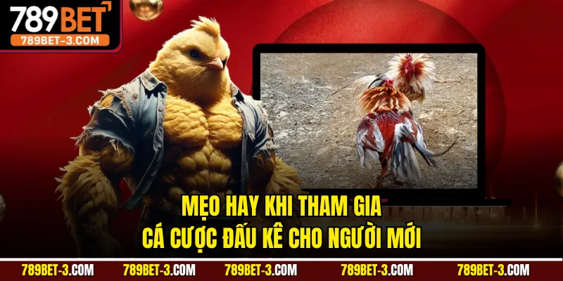 Mẹo hay khi tham gia cá cược đấu kê cho người mới