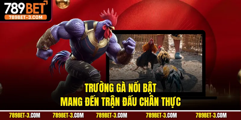 Trường gà nổi bật mang đến trận đấu chân thực